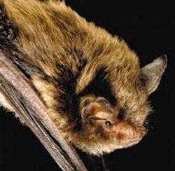 close up of an Indiana Bat