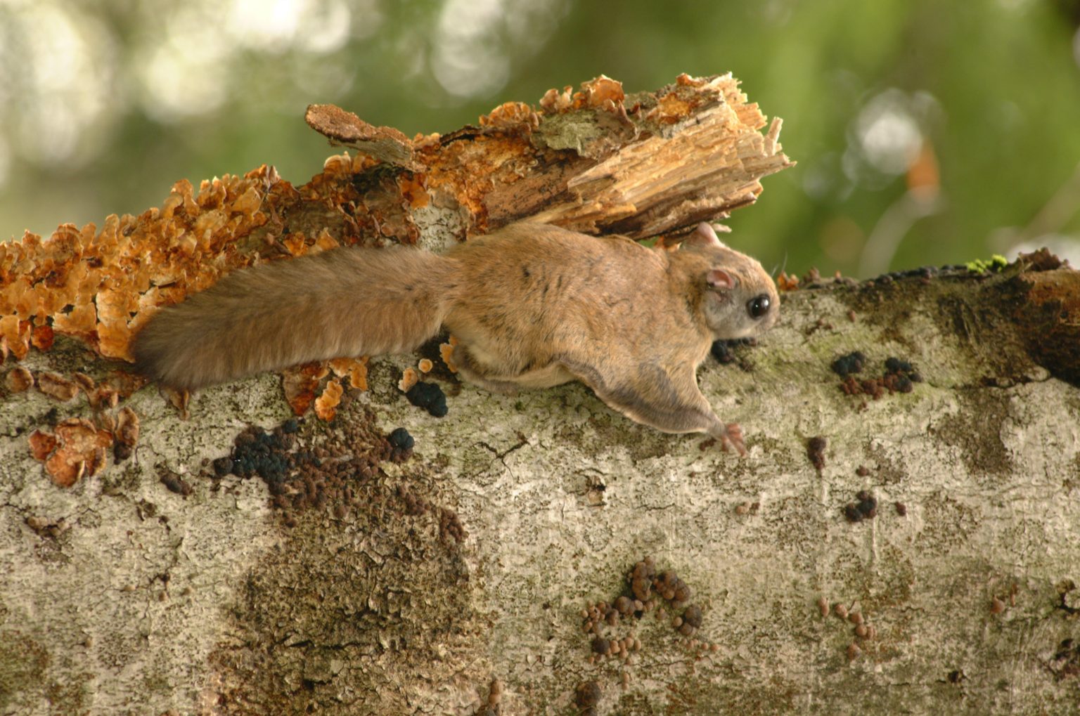 Rare Wildlife of the Allegheny Highlands Friends of Blackwater