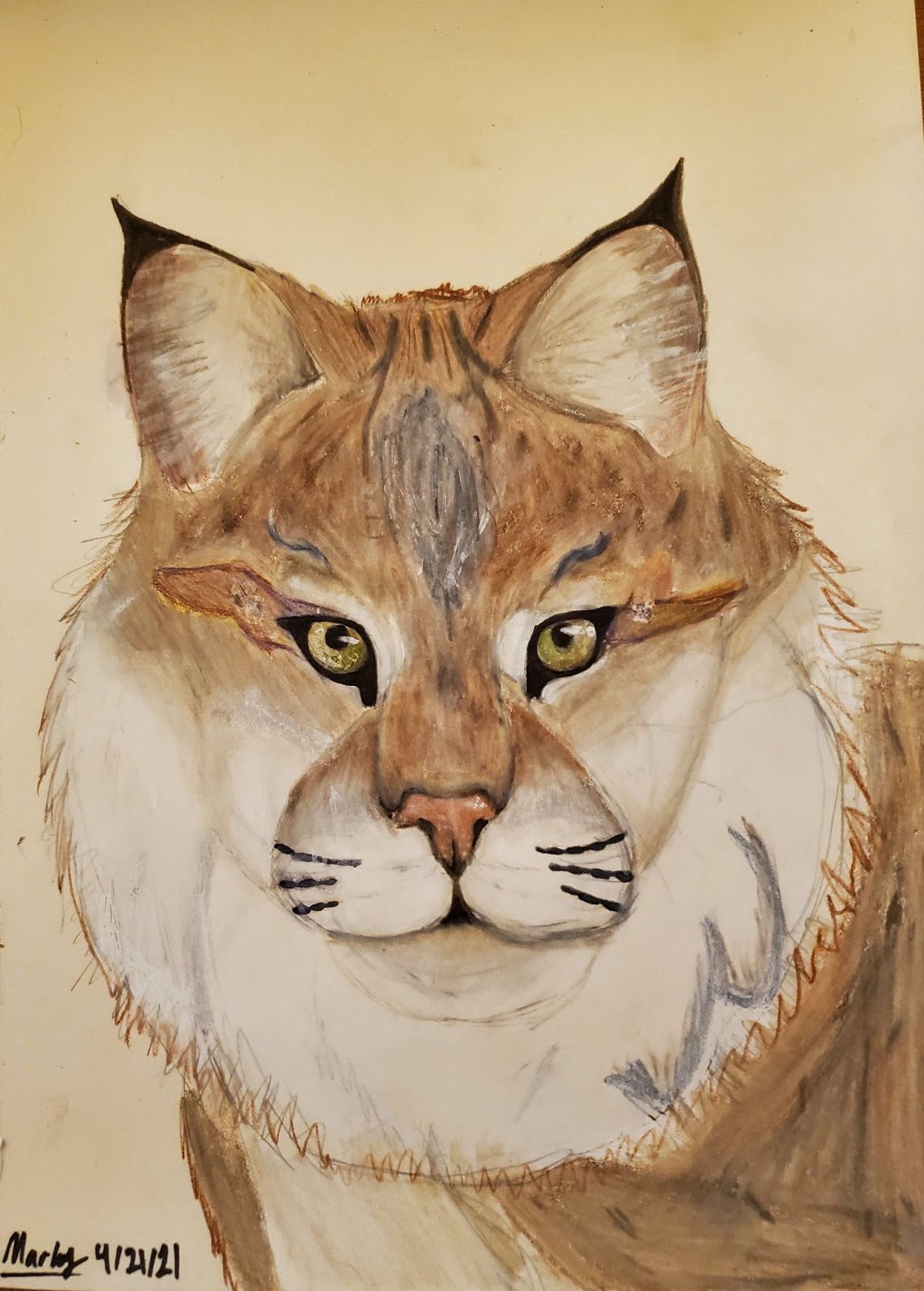 Bobcat