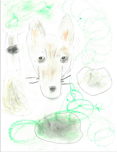 Coyote