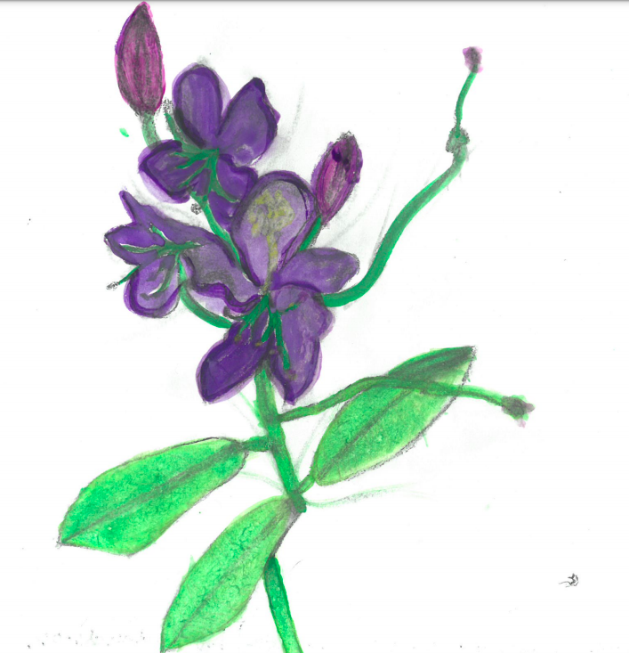 Rhody