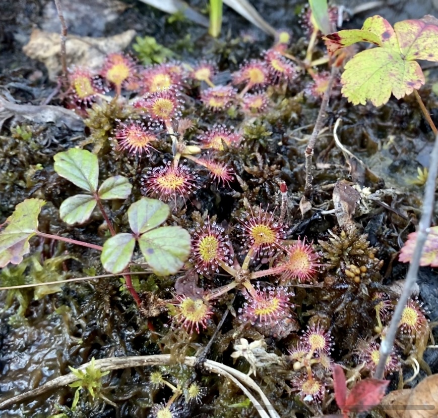 Drosera rotundifolia