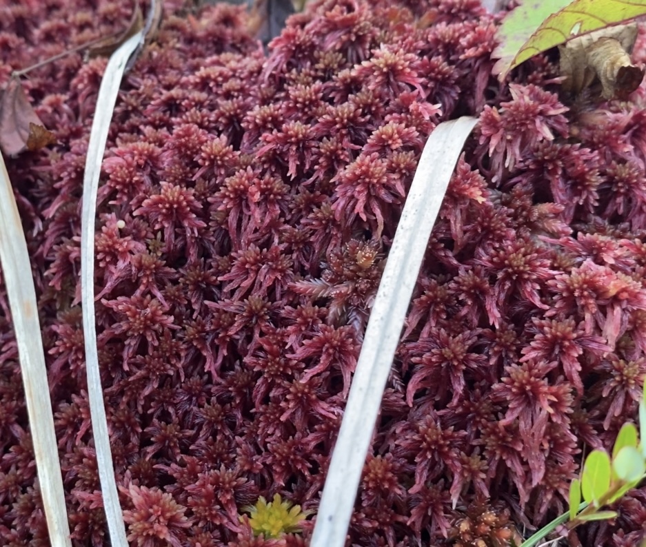 Sphagnum spp.