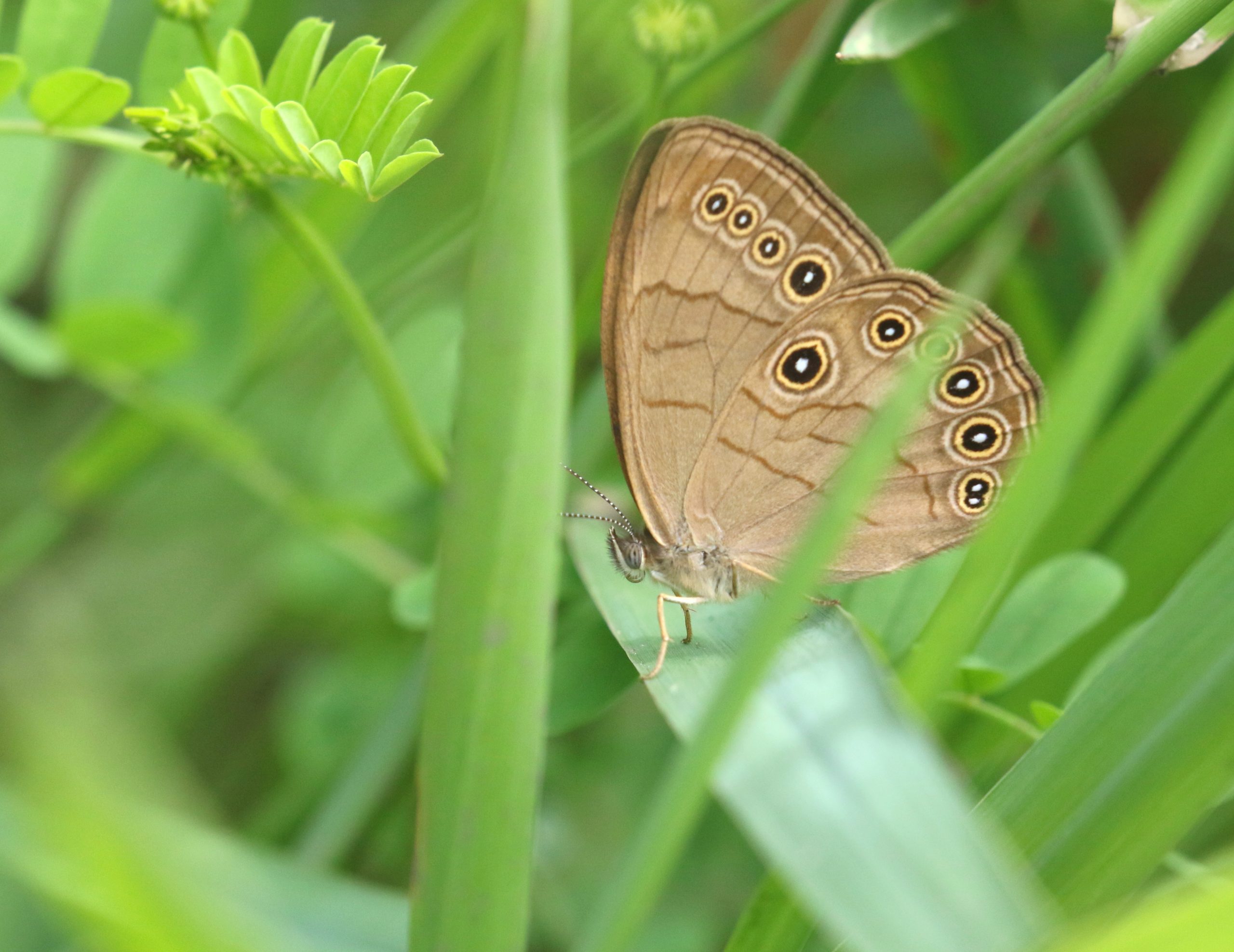 AppalachianBrown