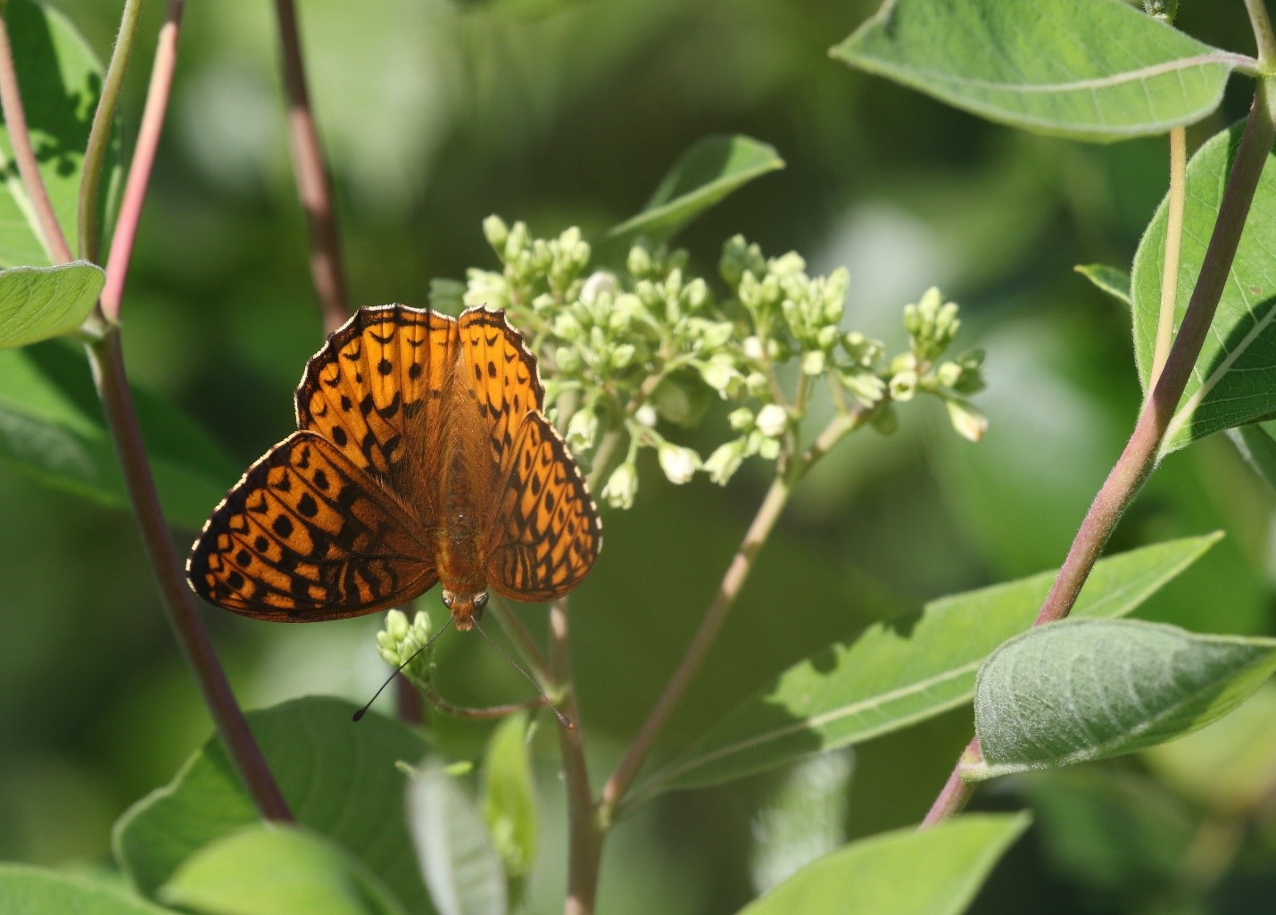 Harris’s Checkerspot 1