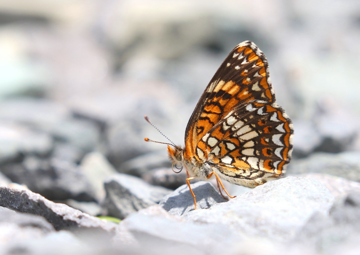 Harris’s Checkerspot Side Profile