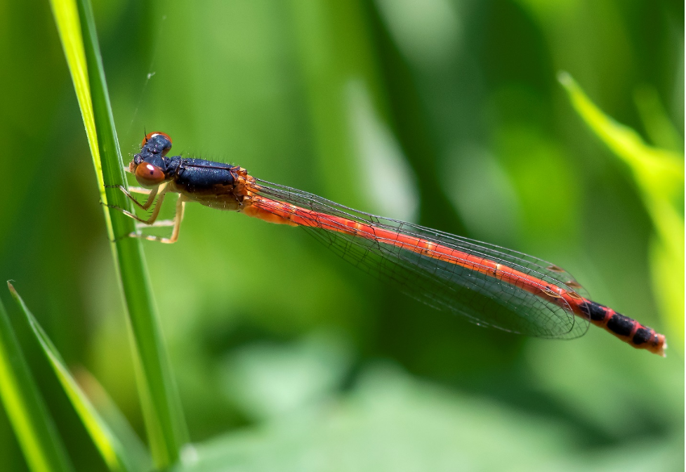 Eastern Red Damsel