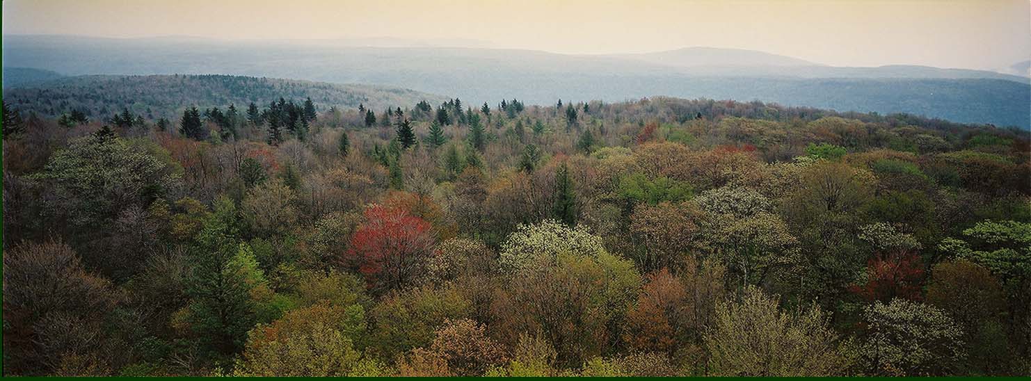 view from the Olson Fire Tower
